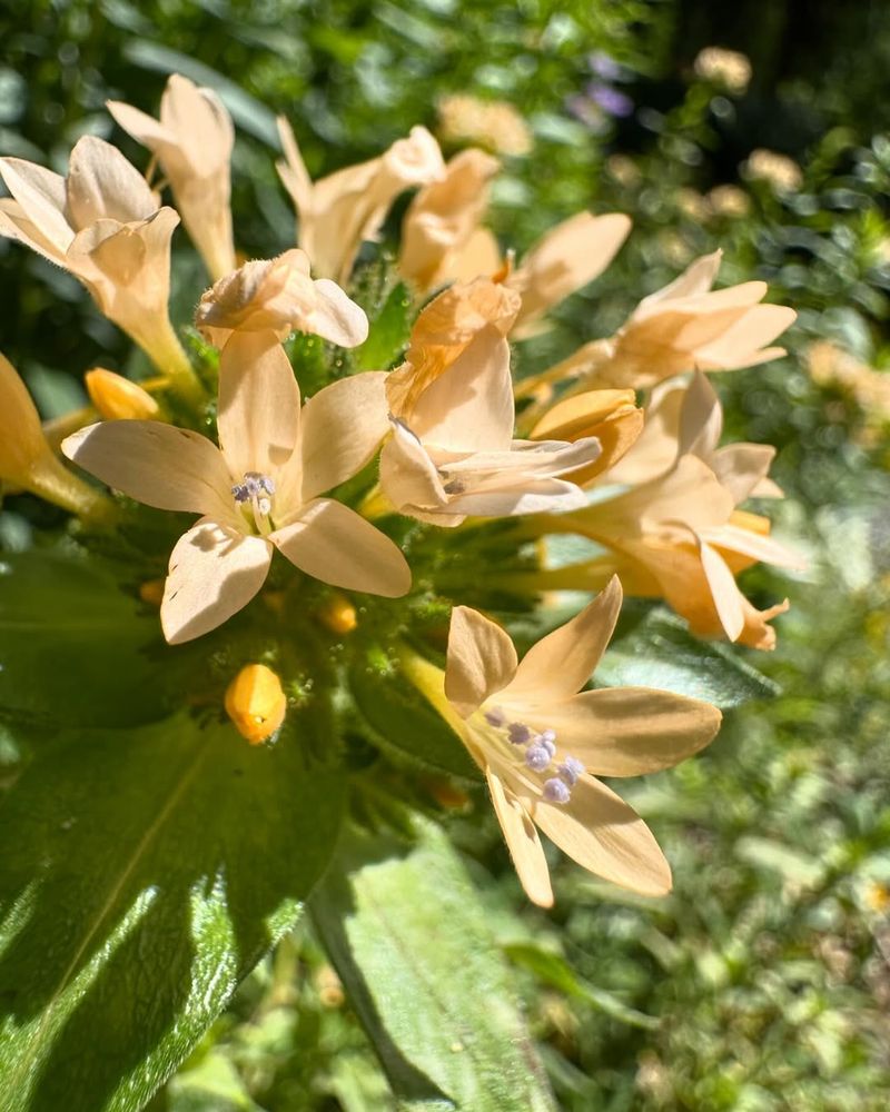 Large-Flowered Collomia Large-Flowered Collomia