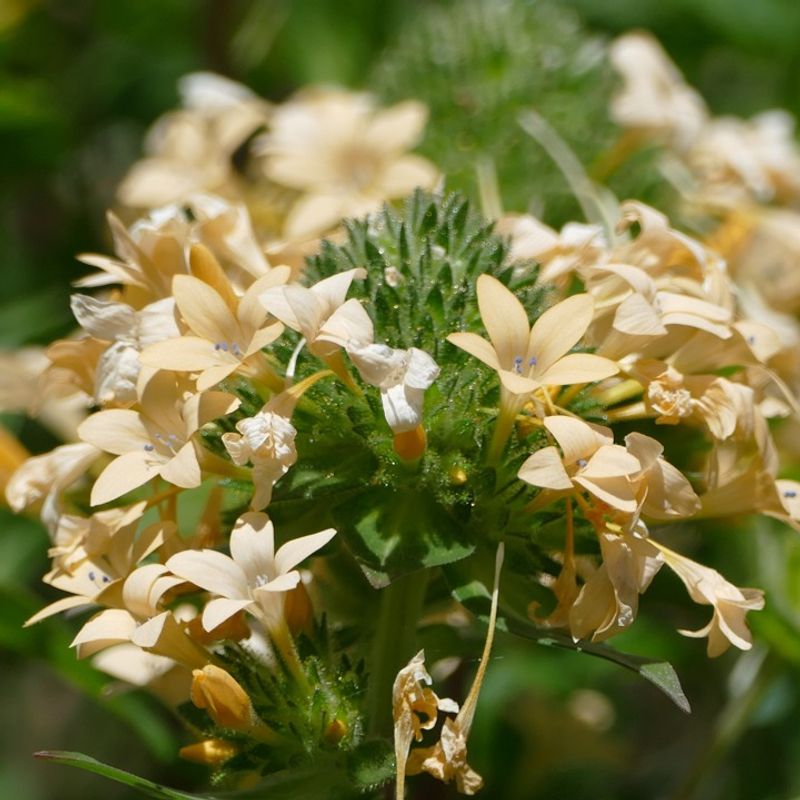 Large-Flowered Collomia