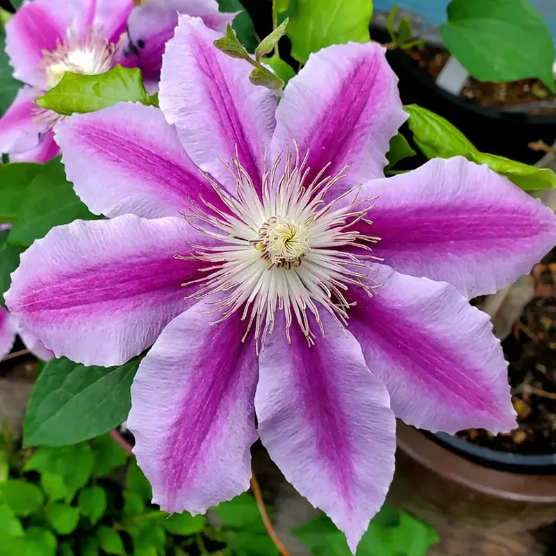 Large-Flowered Hybrids (Group 2) Need Light Spring Pruning