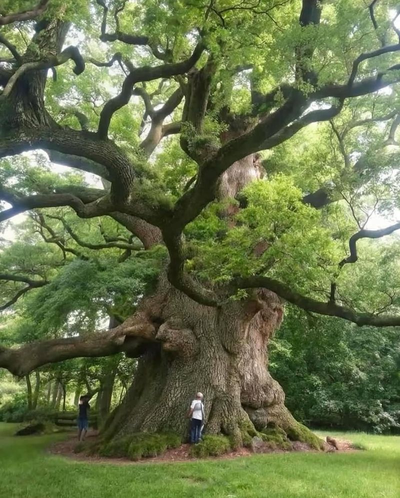 Large Heritage Or Landmark Trees
