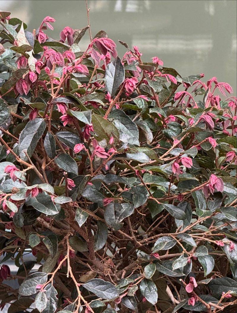 Large Loropetalum (Loropetalum Chinense Var. Rubrum) Large Loropetalum (Loropetalum Chinense Var. Rubrum)