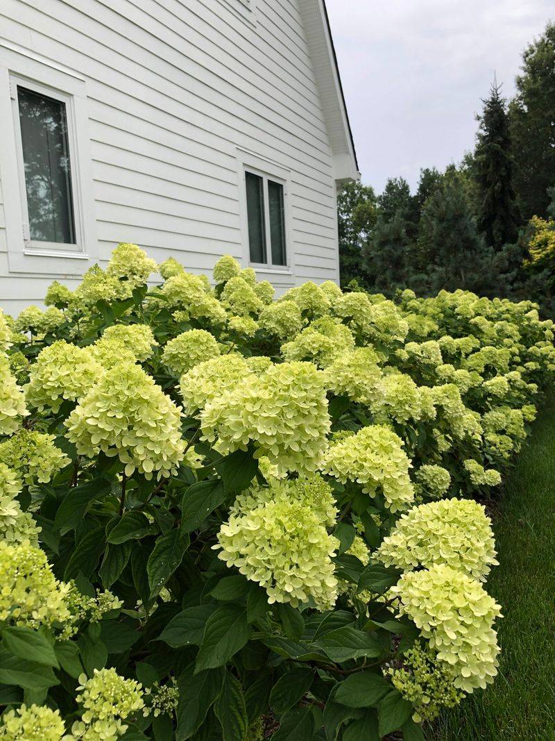Large Panicle Hydrangeas Can Take Over Small Beds