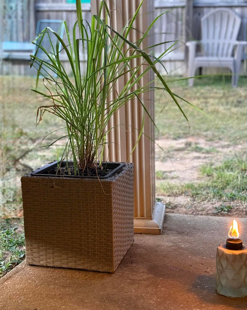 Large Pots Help Lemongrass Grow Stronger Root Systems
