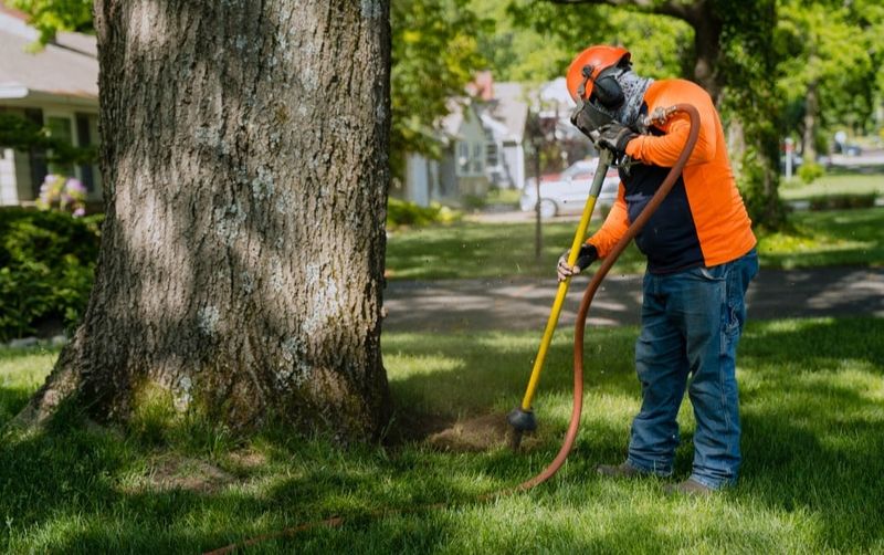 Large Roots Need An Arborist First