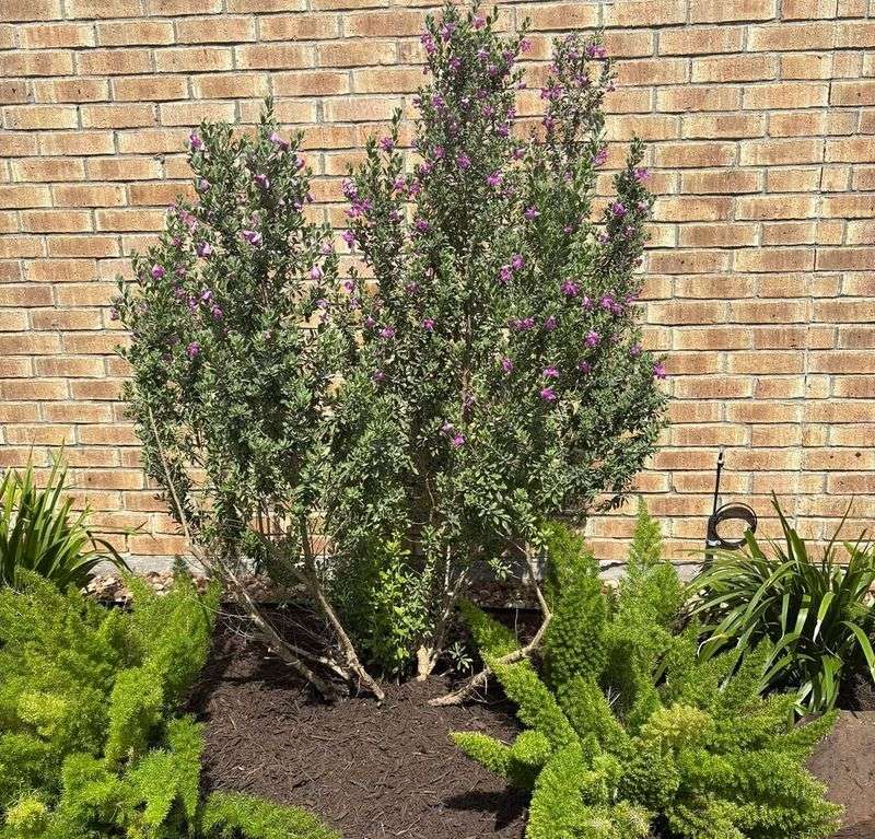 Large Shrubs Turn Wall Gaps Into Pruning Chores
