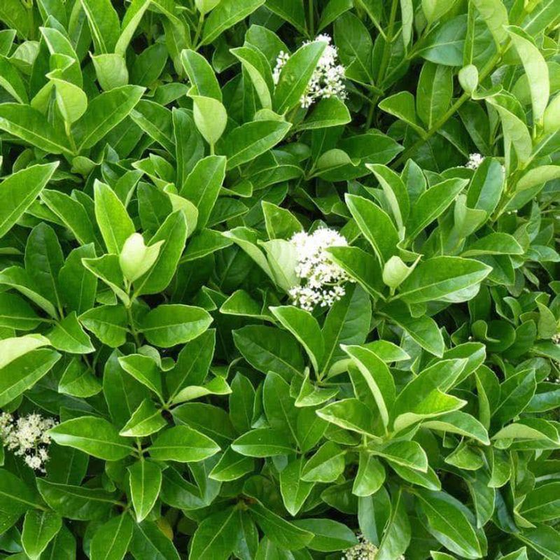 Large Viburnums (Viburnum Odoratissimum Or Large Cultivars) Large Viburnums (Viburnum Odoratissimum Or Large Cultivars)