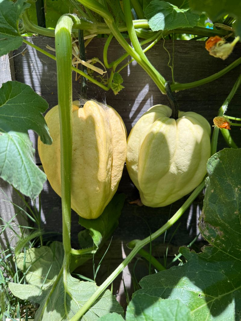 Large Winter Squash