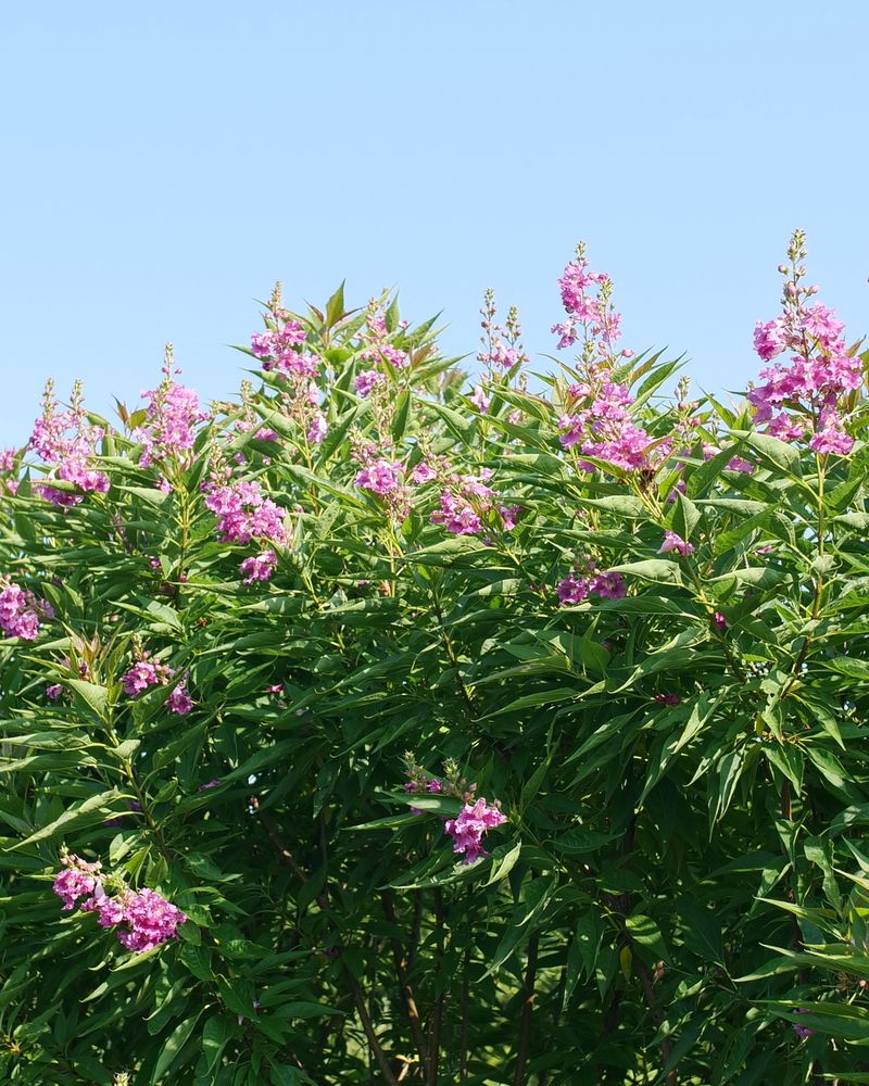 Larger Shrubs Usually Handle Turf Heat Better Than Small Flowers