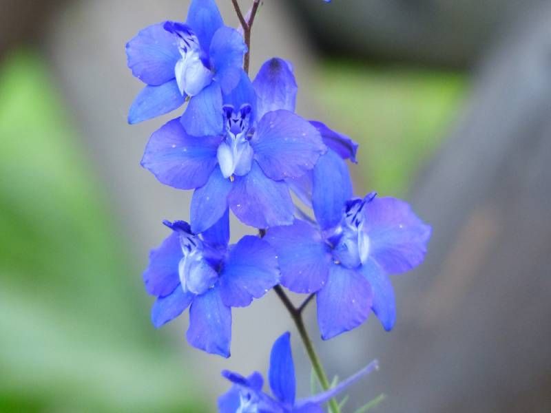 Larkspur Is Less Appealing To Japanese Beetles