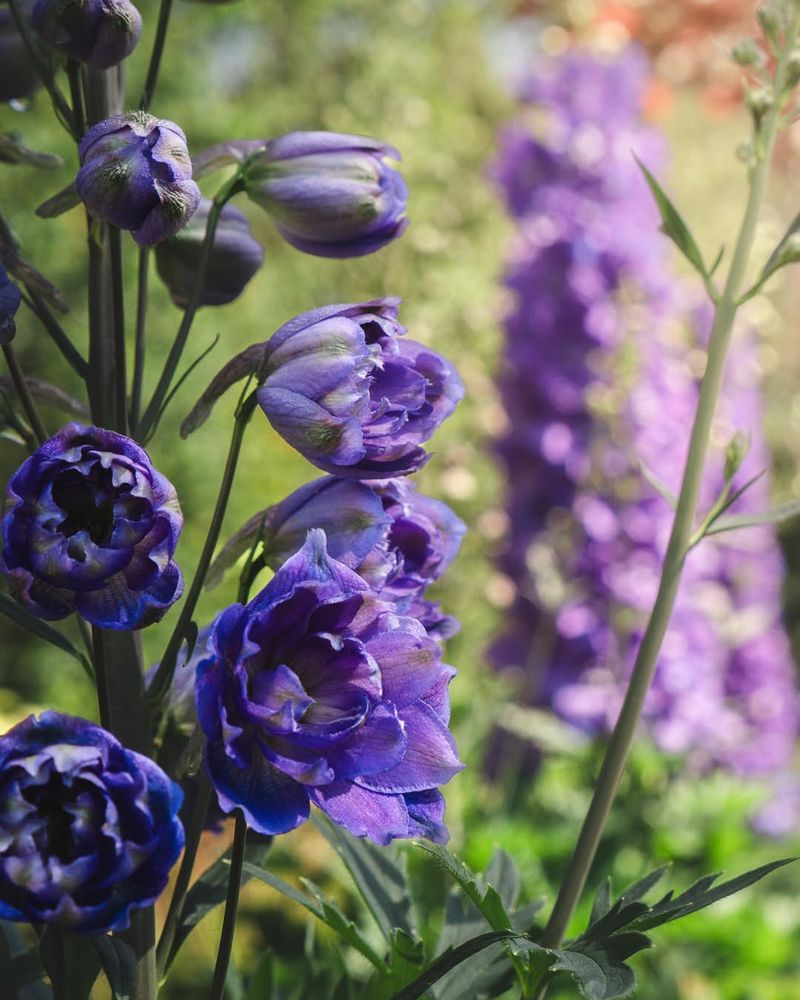 Larkspur Returns With Tall Spikes Of Color