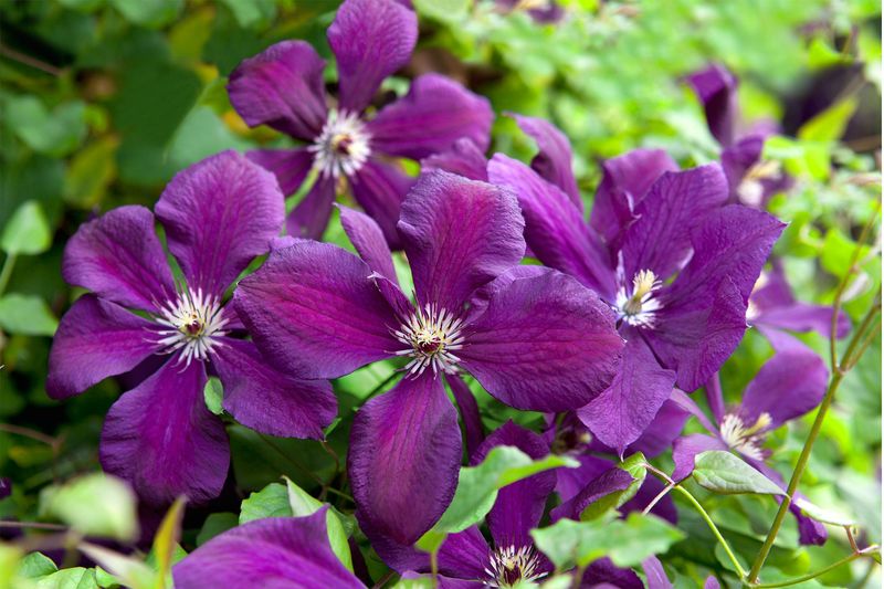 Late-Flowering Types (Group 3) Should Be Cut Back Hard In Late Winter