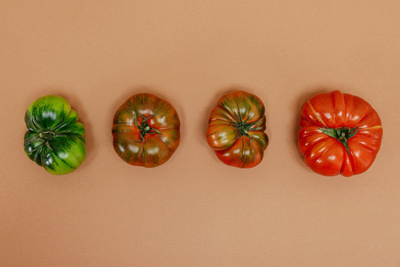 Late Harvesting Leaves Ripe Tomatoes Vulnerable Late Harvesting Leaves Ripe Tomatoes Vulnerable