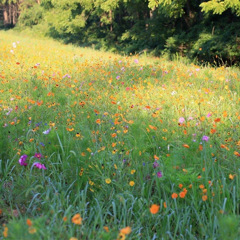 Late May Is Better For Some Wildflowers Than Others