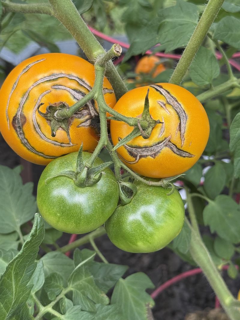 Late-Season Nitrogen Feeding Pushes Growth The Skin Can't Keep Up With