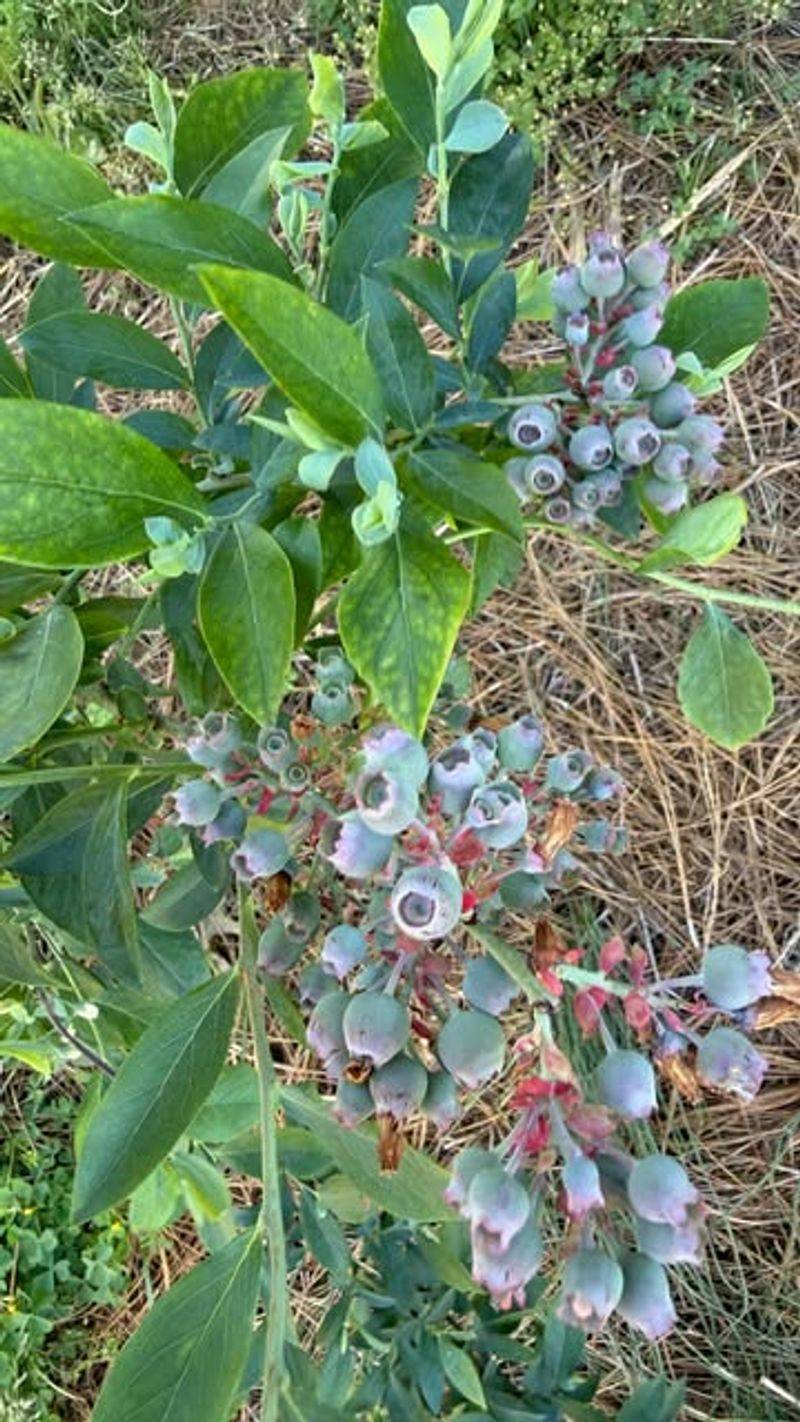 Late Spring Dry Winds Can Stress Blueberry Plants Late Spring Dry Winds Can Stress Blueberry Plants