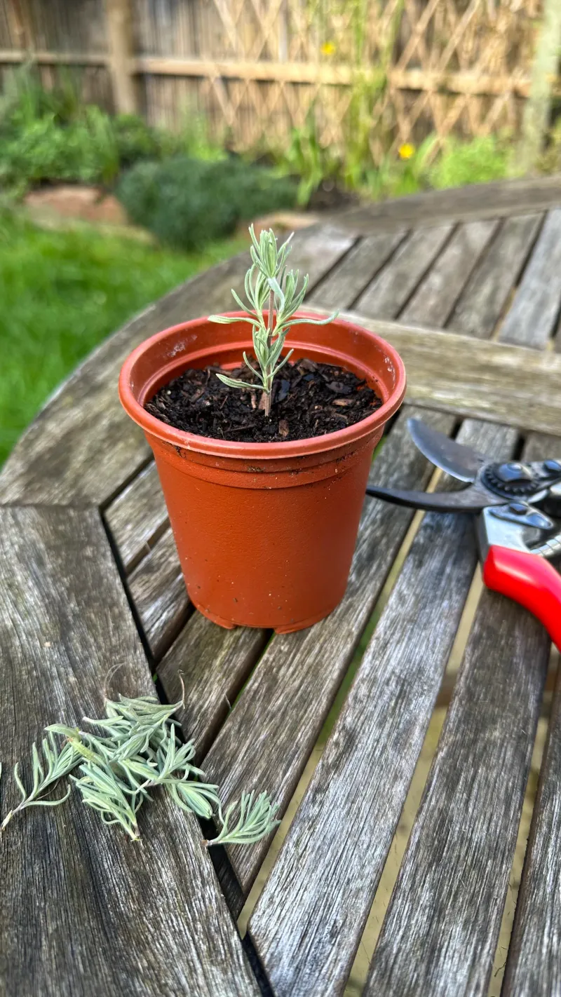 Late Spring Gives Lavender Good Cutting Growth
