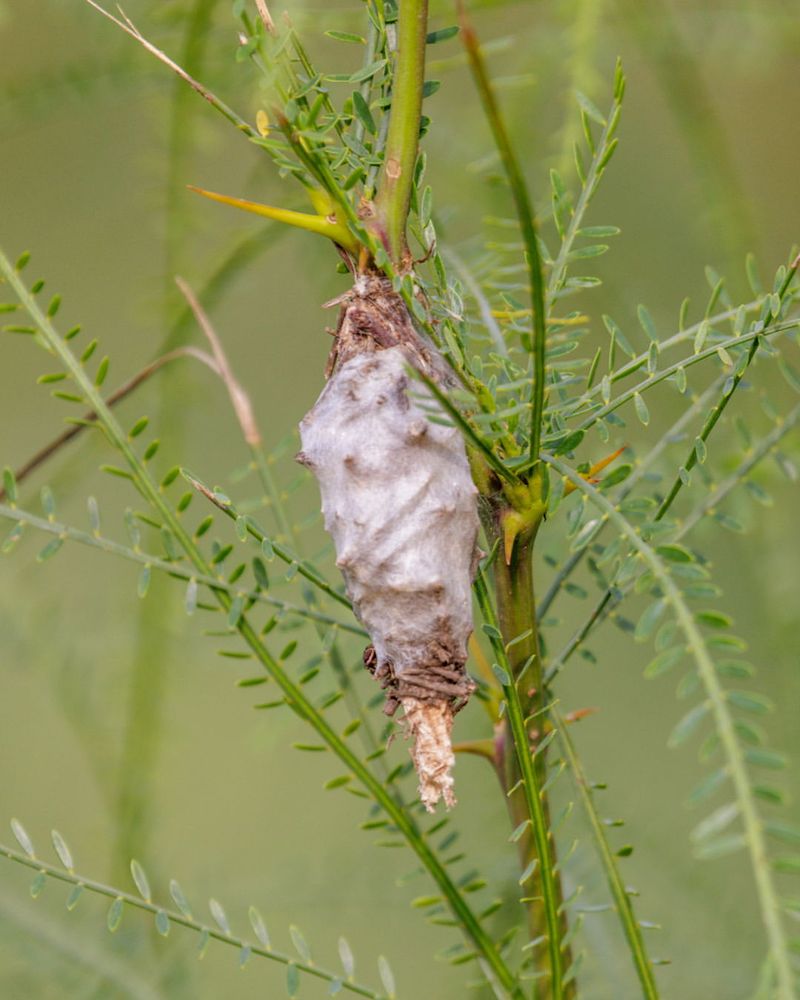 Late Spring Is The Most Important Time To Catch Bagworms Early