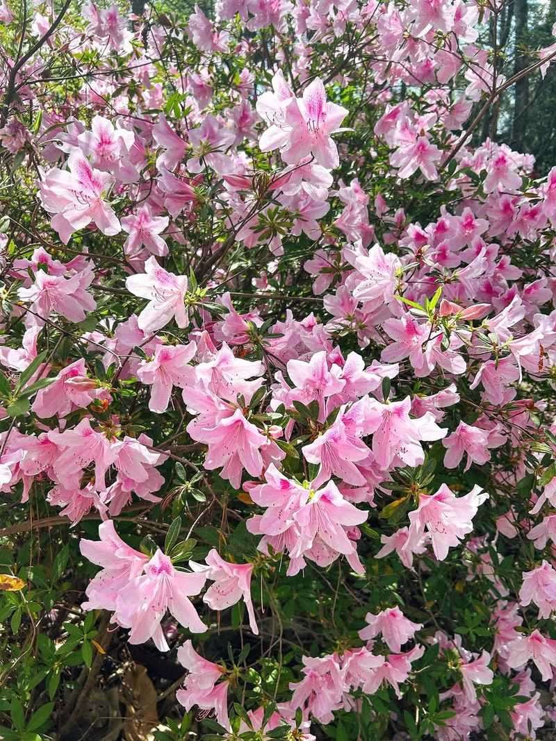 Late Spring Pruning Can Reduce Next Year's Azalea Flowers