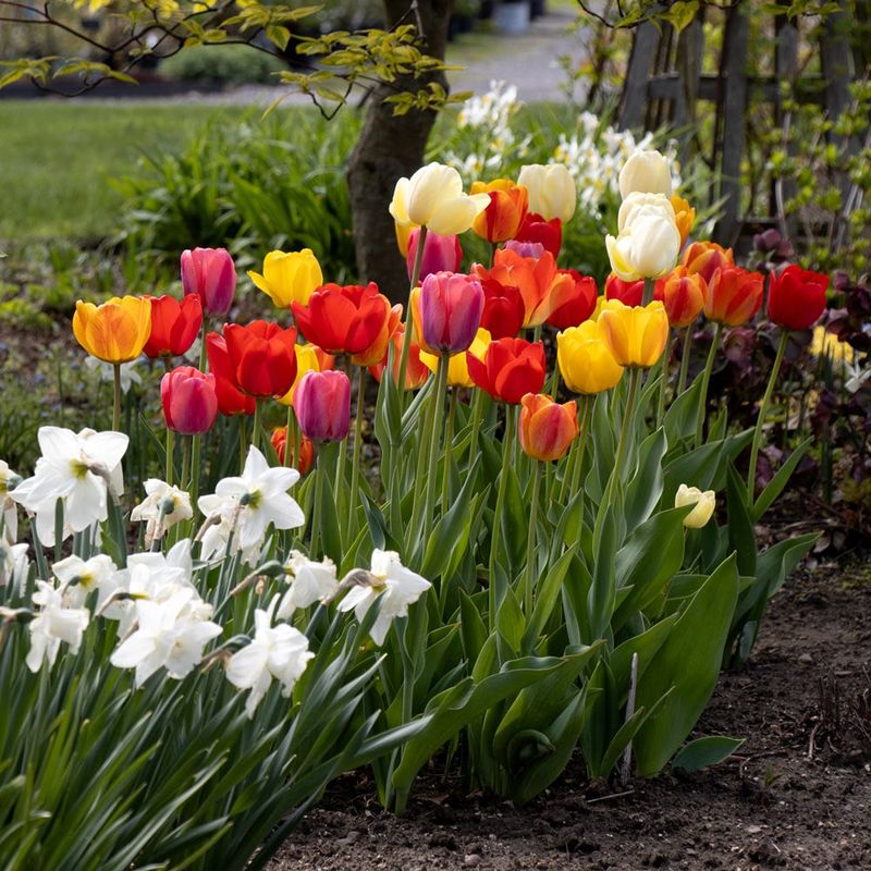 Late Tulips Stretch Spring Color Into May