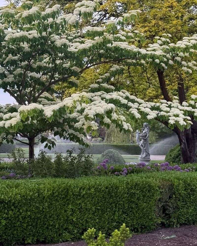Most Dogwoods Honestly Do Not Need Much Pruning At All