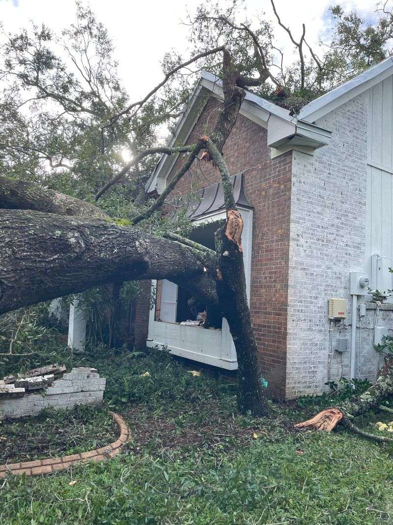 Laurel Oak Fails Faster Than Many Homeowners Expect Laurel Oak Fails Faster Than Many Homeowners Expect