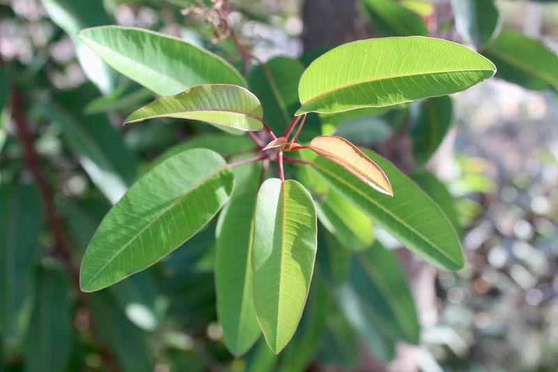 Laurel Sumac