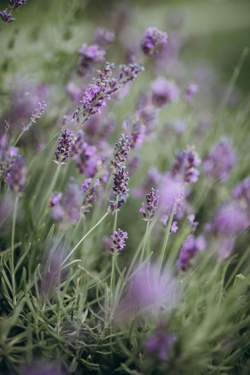 Lavander