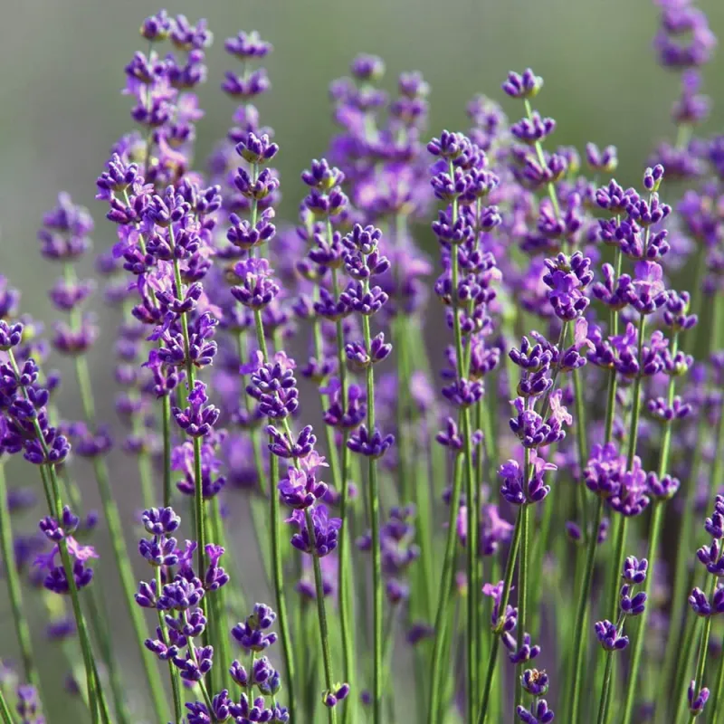 Lavandin Develops Taller Flower Spikes With A Strong Aroma Lavandin Develops Taller Flower Spikes With A Strong Aroma