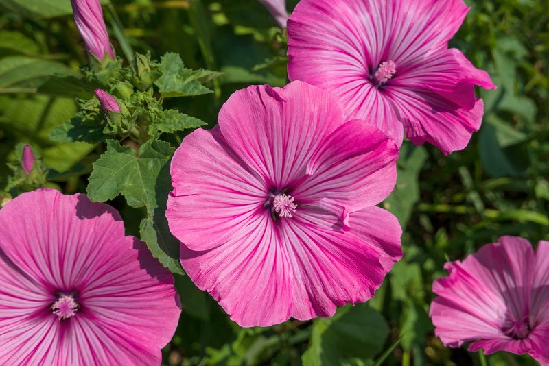Lavatera Grows Back Fast After Pruning