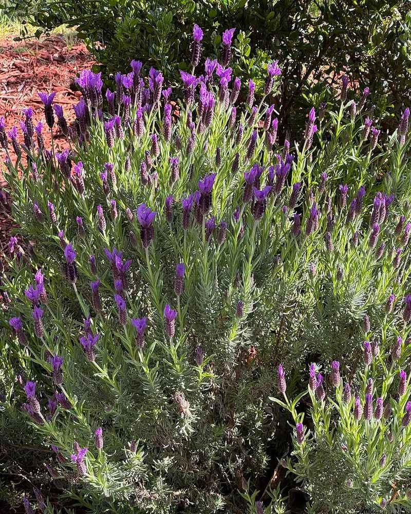 Lavender