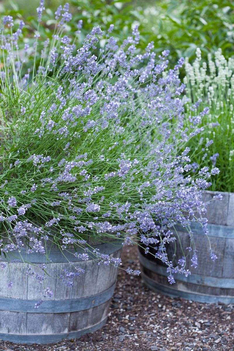 Lavender 