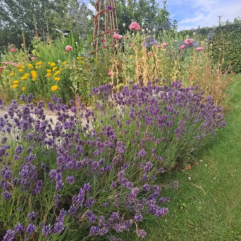 Lavender Lavender