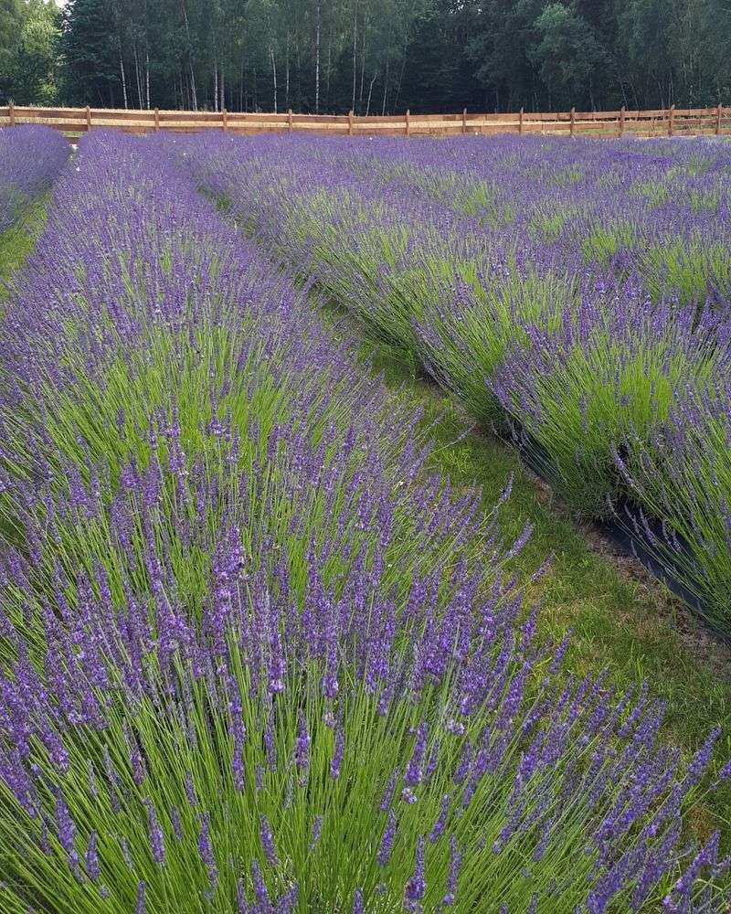 Lavender Lavender