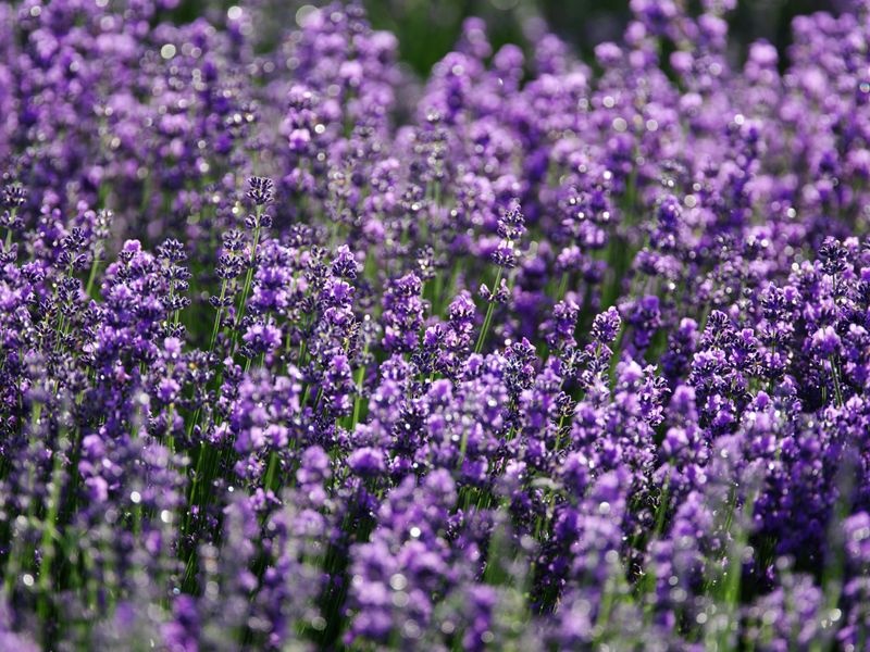 Lavender Lavender