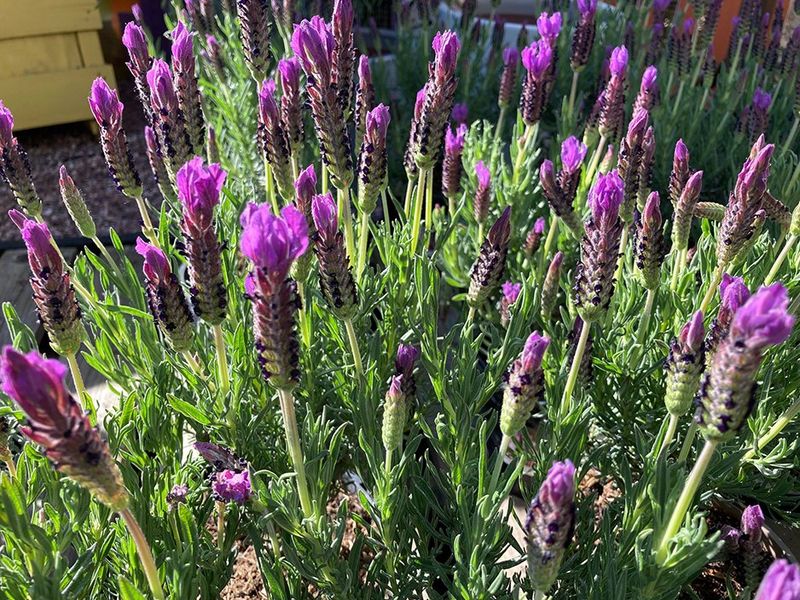 Lavender