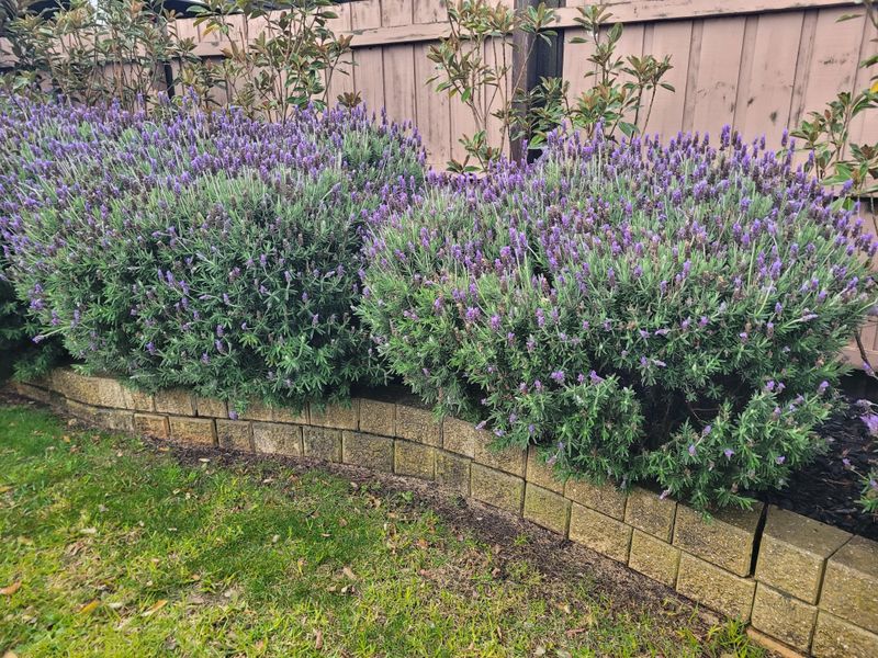 Lavender