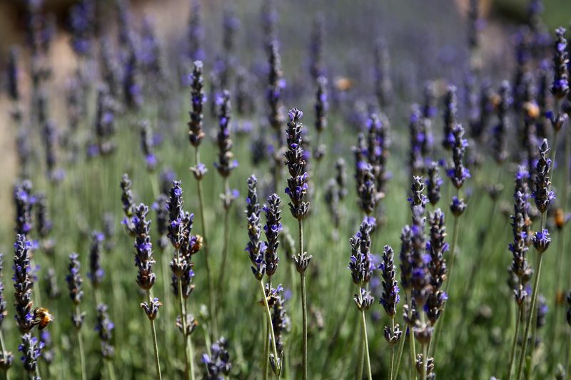Lavender