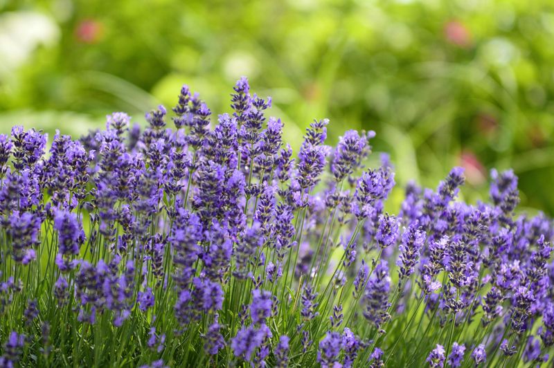 Lavender