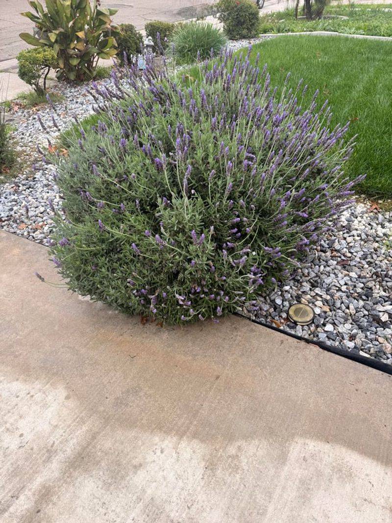 Lavender