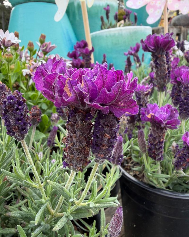 Lavender