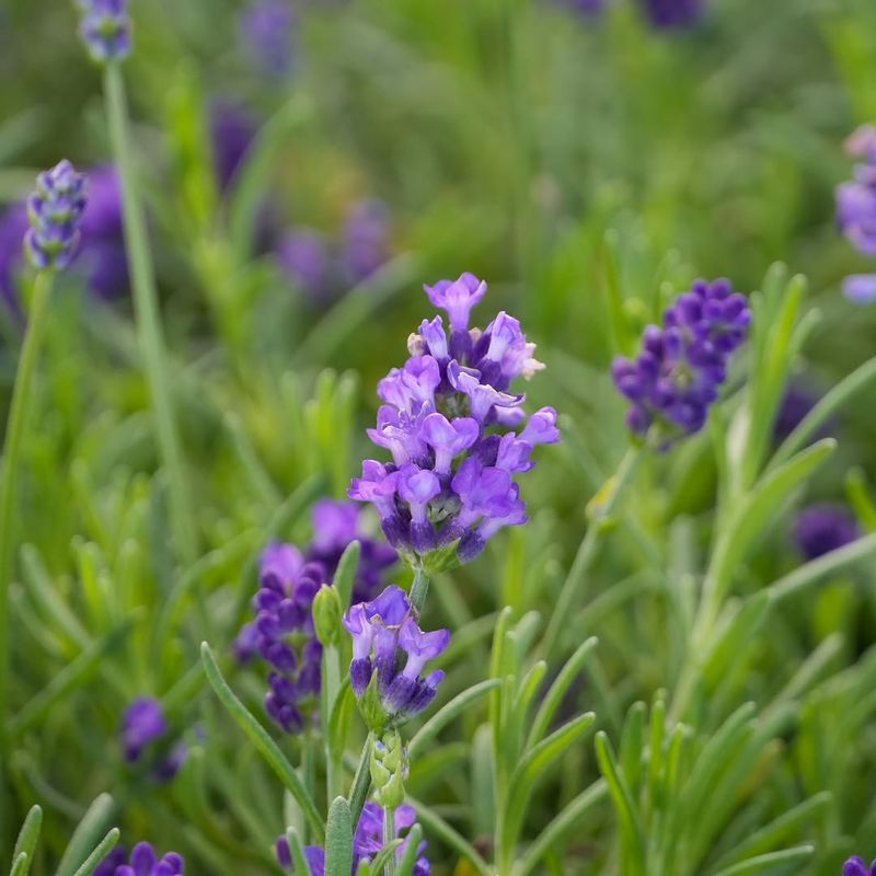 Lavender Lavender