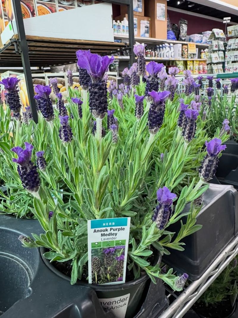 Lavender Adds Beauty While Bugs Keep Their Distance