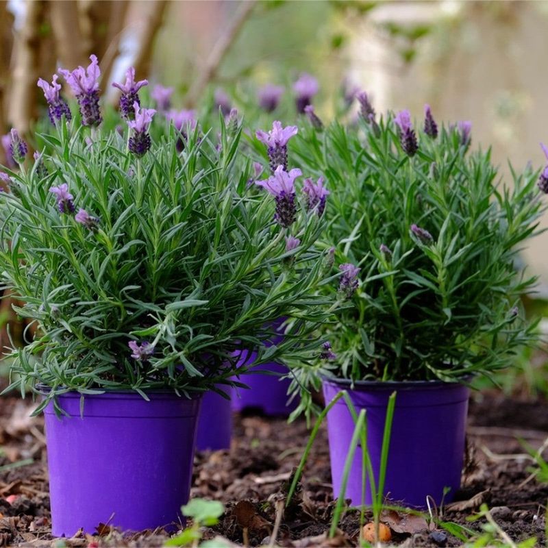 Lavender Adds Fragrance Mosquitoes Tend To Avoid