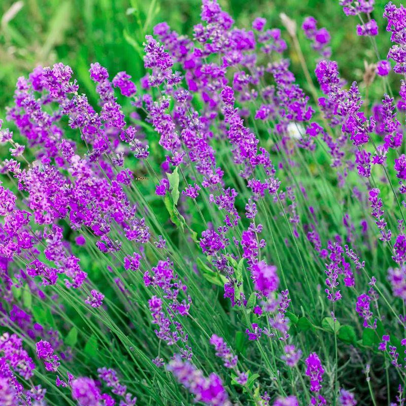 Lavender Adds Fragrance To Sunny, Well-Drained Patio Borders Lavender Adds Fragrance To Sunny, Well-Drained Patio Borders