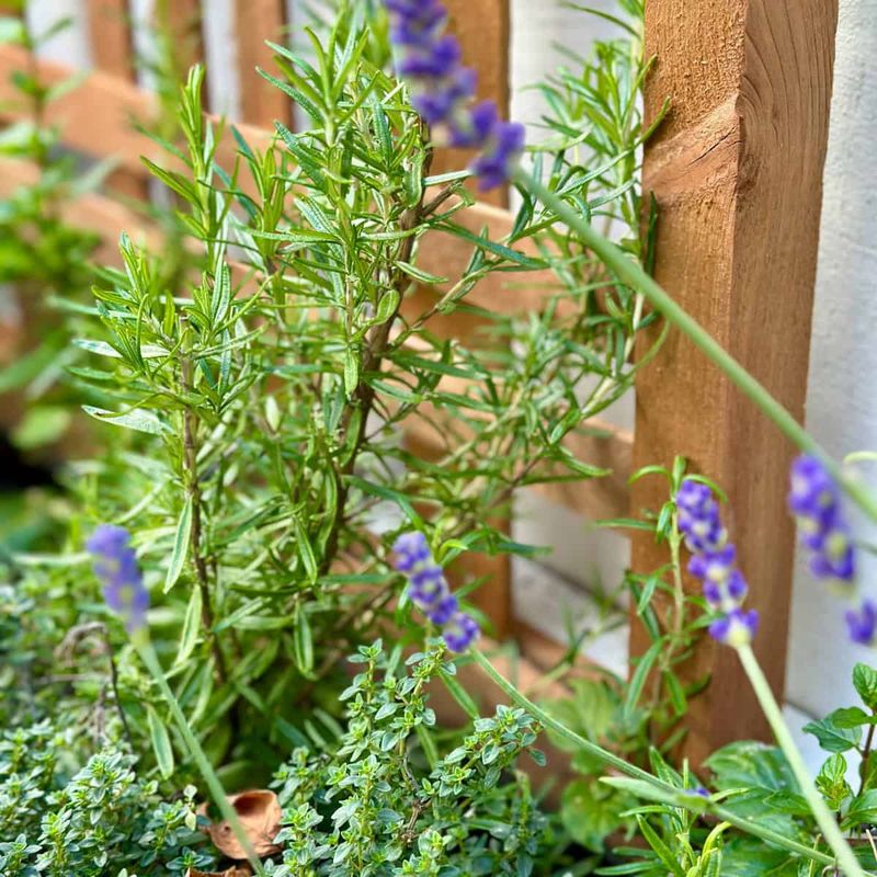 Lavender And Rosemary Need Fast Drainage In Desert Heat