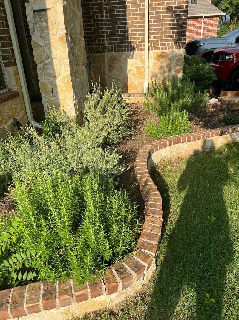 Lavender And Rosemary Prefer Sharp Drainage