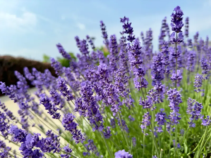 Lavender Brings A Scent People Already Trust Lavender Brings A Scent People Already Trust