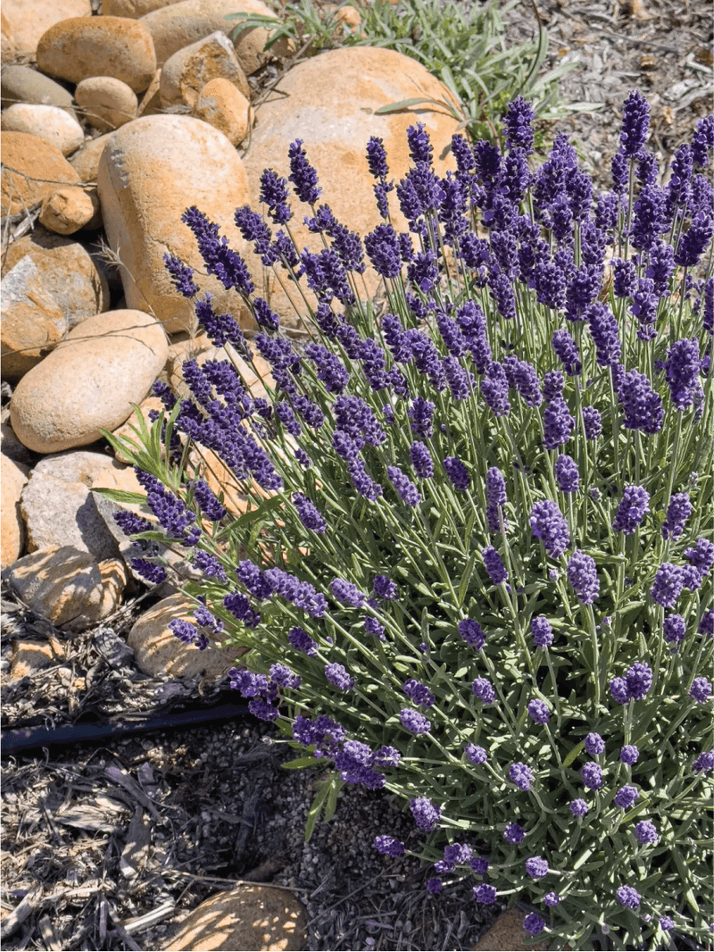 Lavender Brings Fragrance And Useful Summer Growth