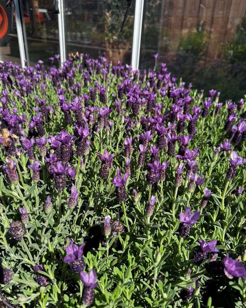 Lavender Brings Soft Purple Color And Fragrance