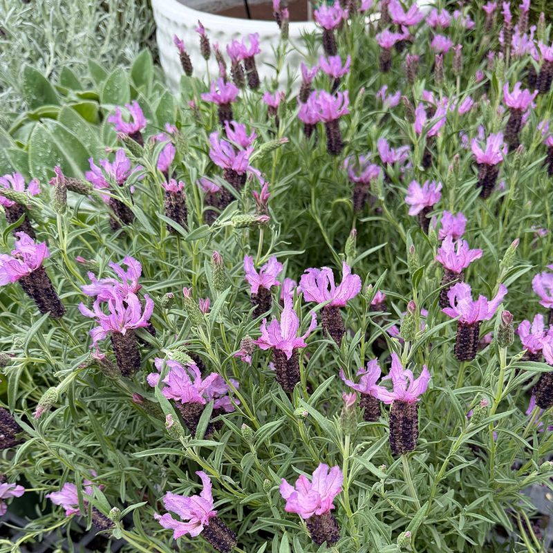 Lavender Can Dry Out Inside